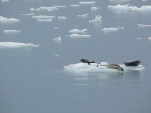 Seals on ice floats in Alaska...not too far from Russia...!