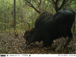 Two gaur clash while a jungle fowl looks on in the Yak Yeuk Grasslands area of Virachey...! This region of VNP is literally swarming with wildlife.